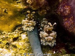 Harlequin Shrimps in Richeliu Rock by Tami Tarkiainen 